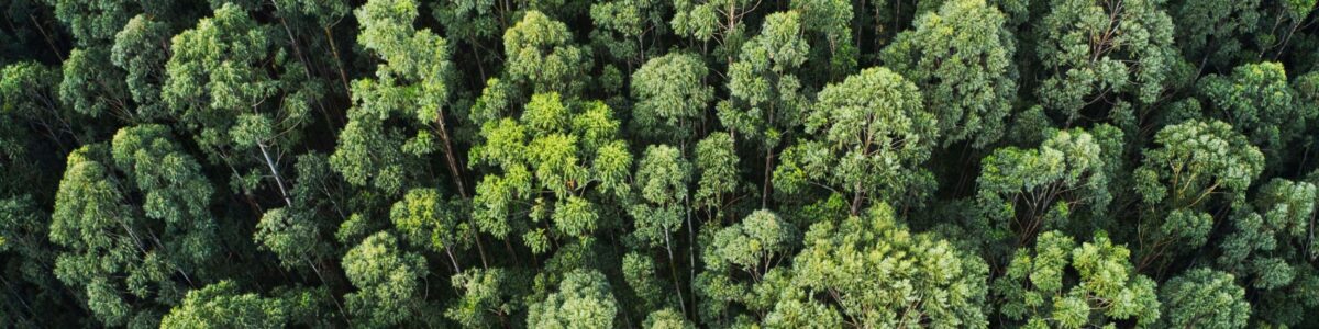 foto-aerea-aerea-de-uma-floresta-densa-com-belas-arvores-e-vegetacao-min (1)-min